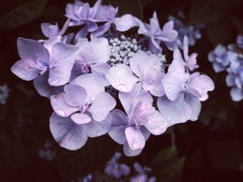 Close-up of hydrangea blooming outdoors