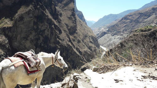 View of a horse on mountain