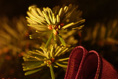 Close-up of red flowering plant