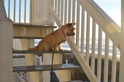 Low angle view of cat