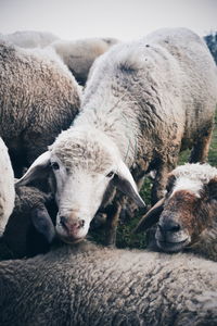 Close-up of a sheep