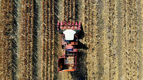 Aerial top view. combine harvester machine harvesting corn field in early autumn. large red tractor