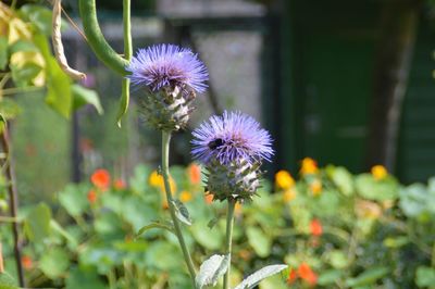 Close-up of purple flowering plant