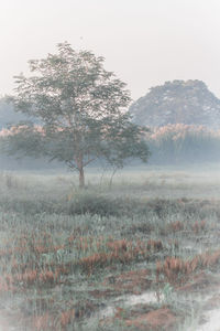 Tree on field against sky