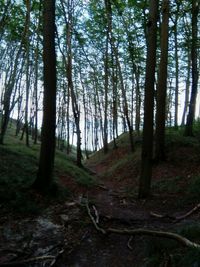 Trees growing in forest