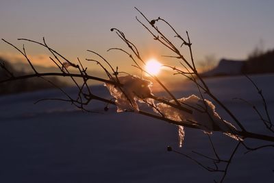Close-up of silhouette plants against sky during sunset