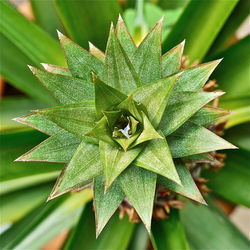 Close-up of insect on plant