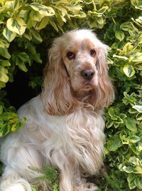 Portrait of dog against plants