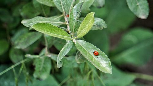 Close-up of insect on leaf