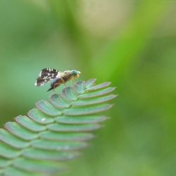 Close-up of insect on leaf
