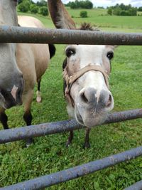 Jenny poking nose through fence gate in the pasture