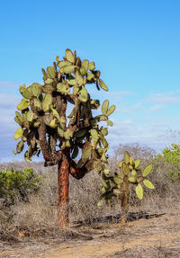 Close-up of tree on field against clear blue sky