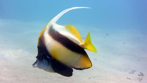 Close-up of banner fish swimming in sea