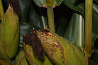 Close-up of insect on plant