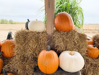 Close-up of pumpkins on field