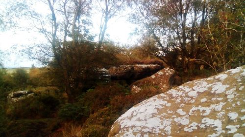 View of trees in forest