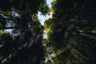 Low angle view of trees at forest