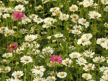 Close-up of white flowering plants