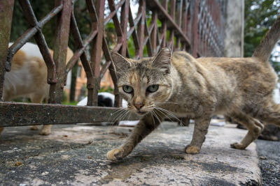 Abandoned cat seen on pelourinho street. city of salvador in the brazilian state of bahia.