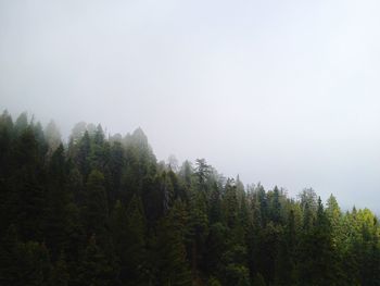 Trees in forest against sky
