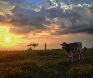 Cow on field against sky during sunset