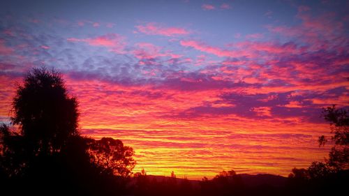 Silhouette of trees at sunset