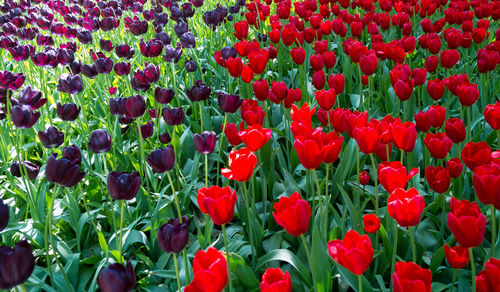 Close-up of red tulip flowers on field