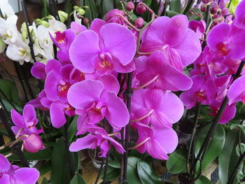 Close-up of pink flowering plants