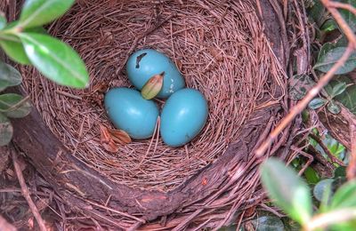 High angle view of robin eggs in nest