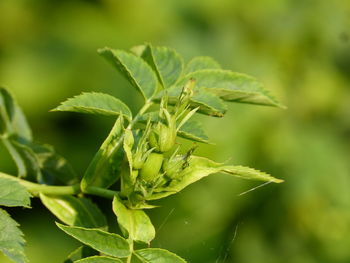 Close-up of fresh green plant