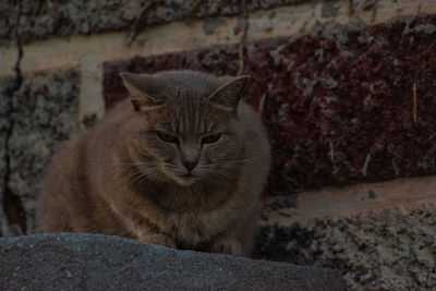 Close-up portrait of a cat against wall