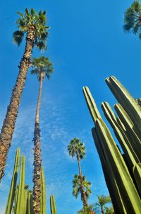 Low angle view of palm trees against clear blue sky