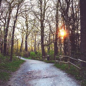 Sun shining through trees