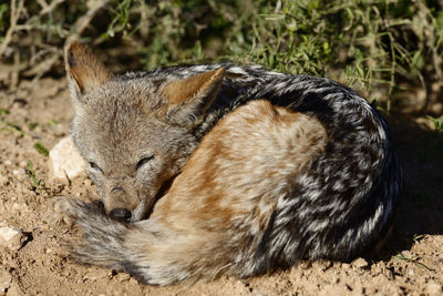High angle view of black-backed jackal sleeping on field