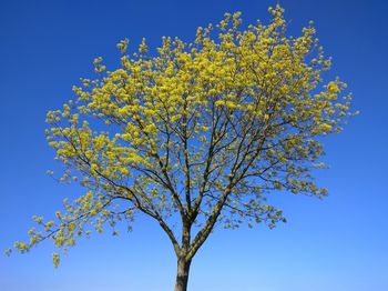 Low angle view of tree against blue sky