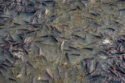 High angle view of fish in sea