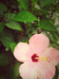 Close-up of insect on flower