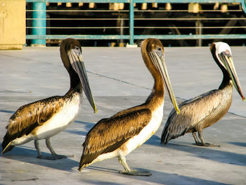 Side view of pelicans on footpath