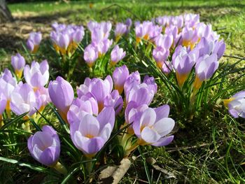 Close-up of purple flowers blooming on field