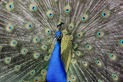 Close-up of peacock