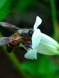 Close-up of insect on flower