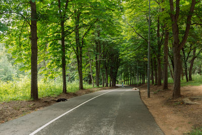 Road amidst trees in forest during autumn