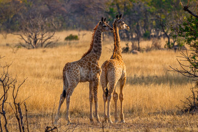 Horses in a field