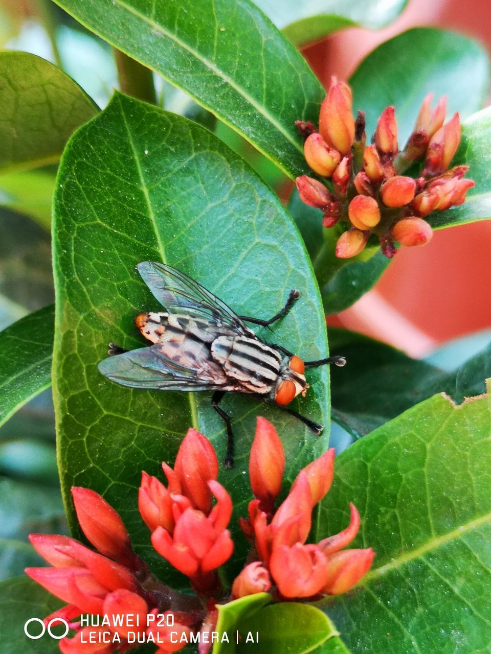 CLOSE-UP OF BUTTERFLY POLLINATING ON RED FLOWER