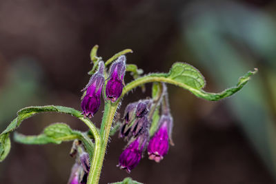 Flower in meadow