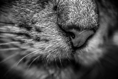 Close-up of a cat