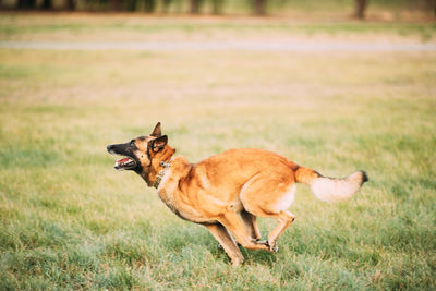 Brown dog lying on grass