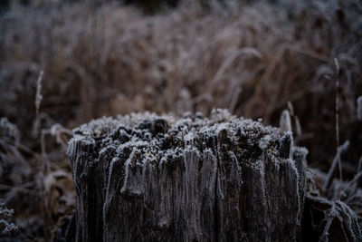 Close-up of frost on tree trunk