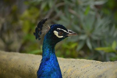 Close-up of a peacock