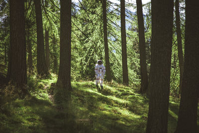 Rear view of man standing by trees in forest